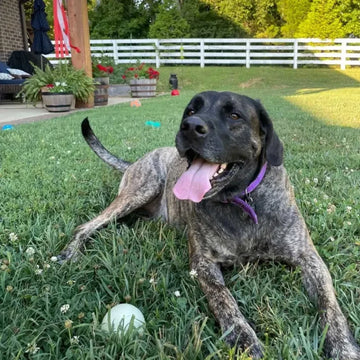 Labrador Mix Dog