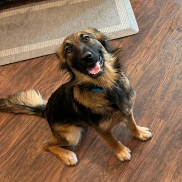 German Shepherd Dog