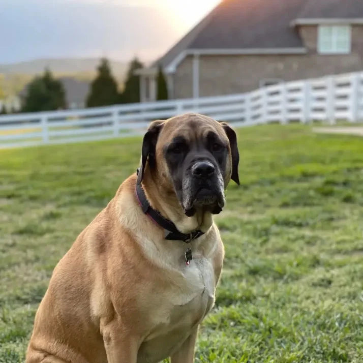 Large brown dog sitting on a grassy field with a house and fence in the background