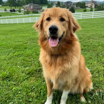 Golden Retriever Dog