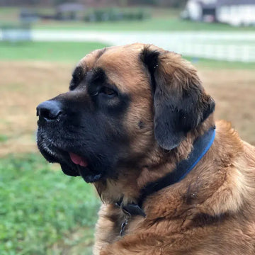 Brown dog with a blue collar sitting on grass