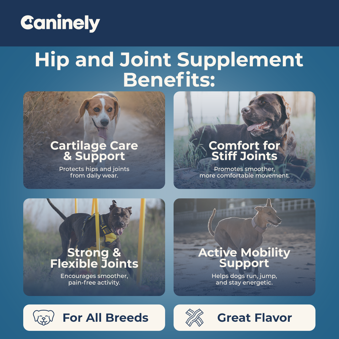 Caninely hip and joint supplement benefits advertisement with images of dogs and text.